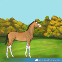 Horse Color:Gray Buckskin Dun Splash