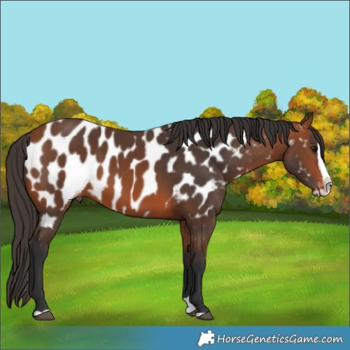 Horse Color:Bay Splash Appaloosa 