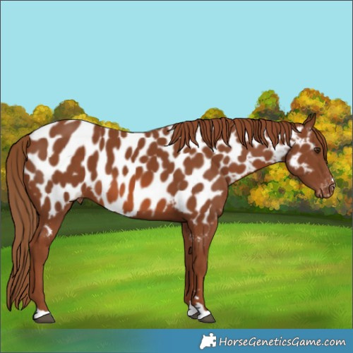 Horse Color:Chestnut Appaloosa 
