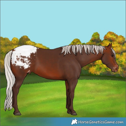 Horse Color:Silver Brown Appaloosa 