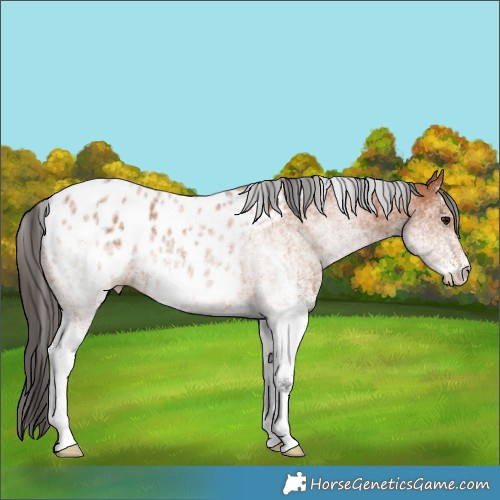 Horse Color:White Spotted Bay Appaloosa 