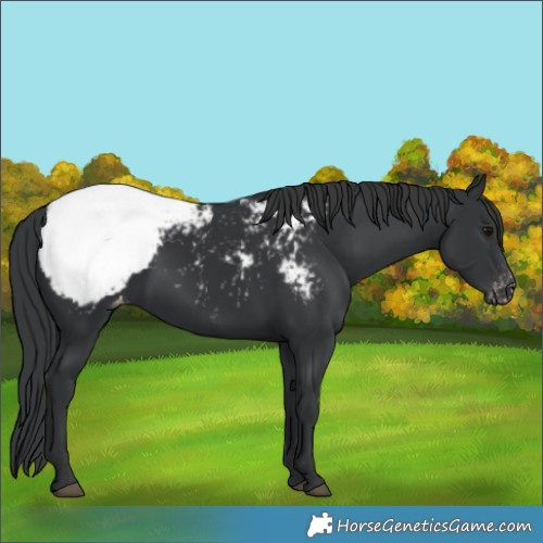 Horse Color:Black Appaloosa 