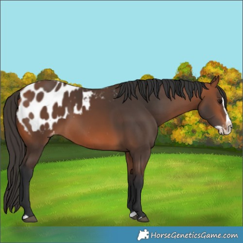 Horse Color:Bay Splash Appaloosa 