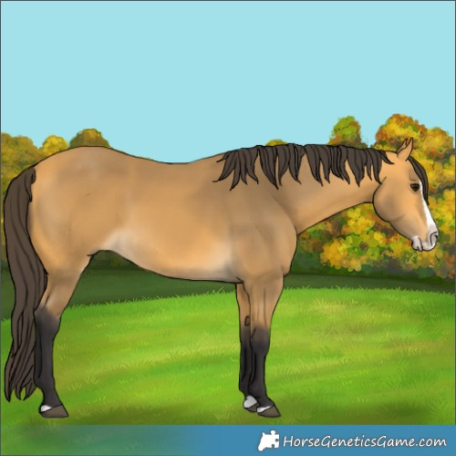 Horse Color:Buckskin Splash 