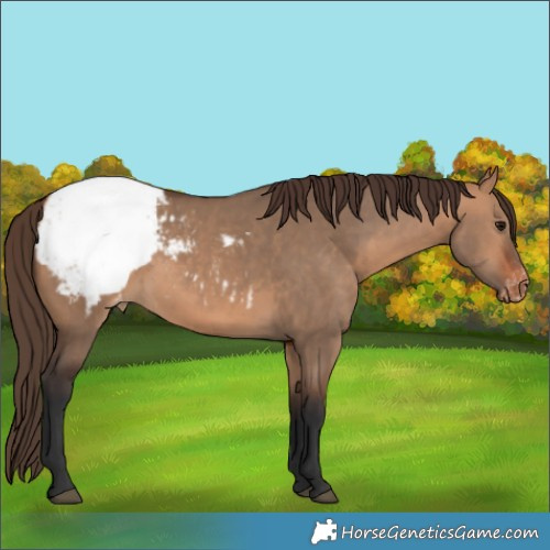 Horse Color:Bay Dun Appaloosa 