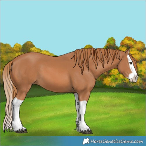Horse Color:Chestnut Splash 