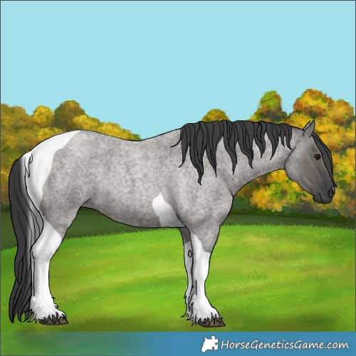 Horse Color:Grullo Roan Tobiano 