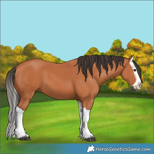 Horse Color:Bay Splash 