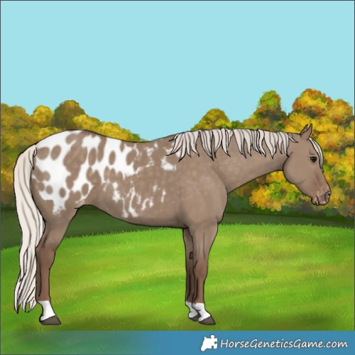 Horse Color:Silver Grullo Appaloosa 