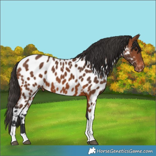 Horse Color:Bay Tobiano Near Leopard