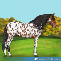 Horse Color:Bay Tobiano Near Leopard