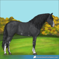 Horse Color:Black Sabino 