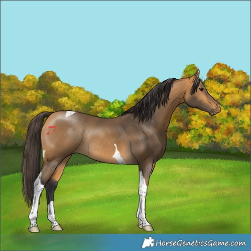 Horse Color:Buckskin Tobiano Rabicano