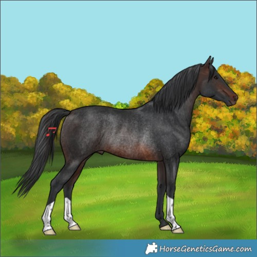 Horse Color:Brown Rabicano