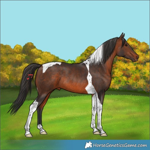 Horse Color:Brown Tobiano Rabicano 