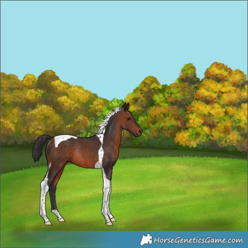 Horse Color:Brown Tobiano Rabicano