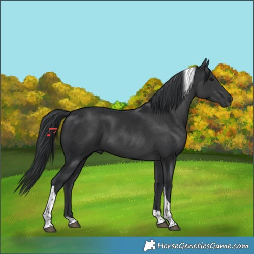 Horse Color:Black Tobiano