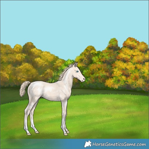 Horse Color:Perlino Appaloosa 