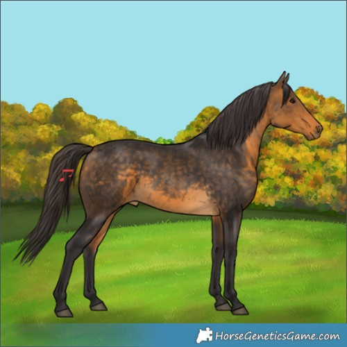 Horse Color:Buckskin 