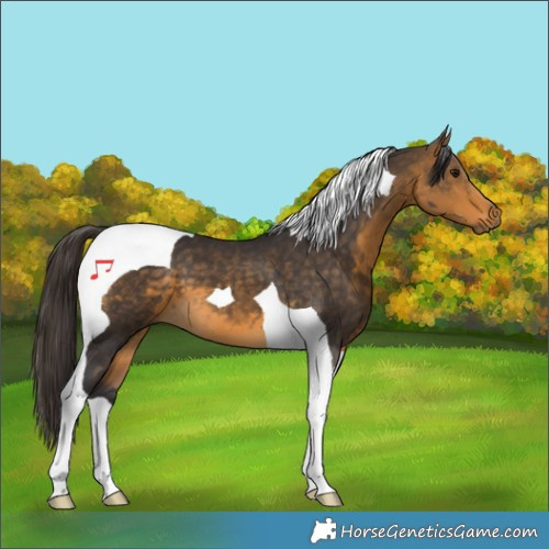 Horse Color:Buckskin Tobiano