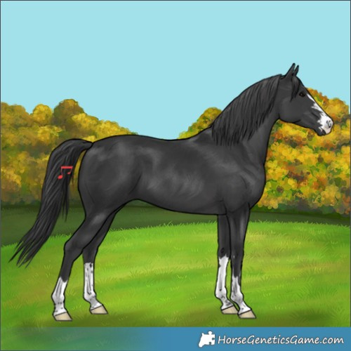 Horse Color:Black 