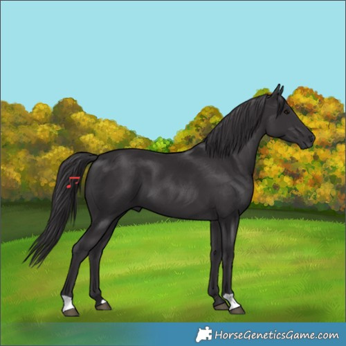 Horse Color:Smoky Black 