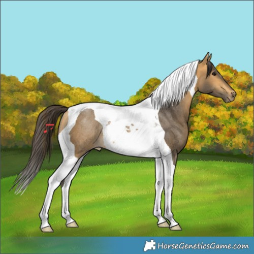 Horse Color:Buckskin Tobiano Rabicano