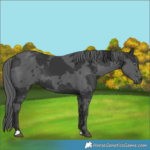 Horse Color:Black Merle