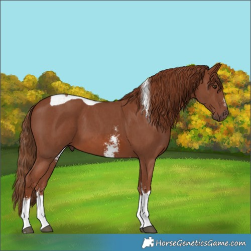 Horse Color:Chestnut Sabino Tobiano 