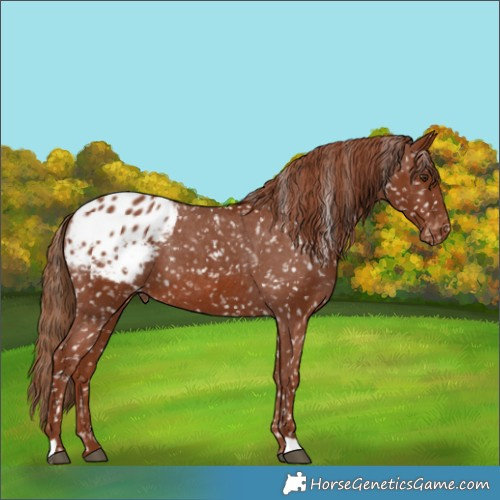 Horse Color:Chestnut Blanket 