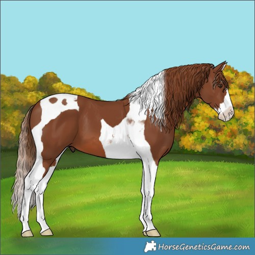 Horse Color:Chestnut Splash Tobiano 