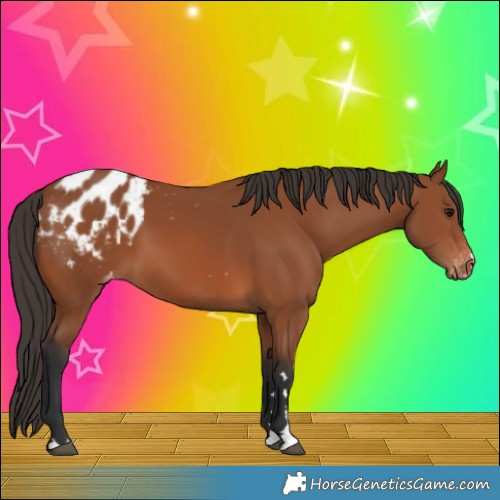 Horse Color:Bay Appaloosa 