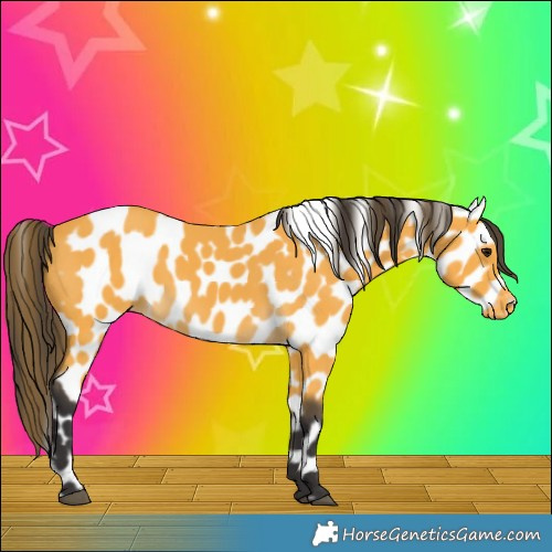 Horse Color:Buckskin Near Leopard
