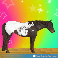 Horse Color:Liver Chestnut Appaloosa 