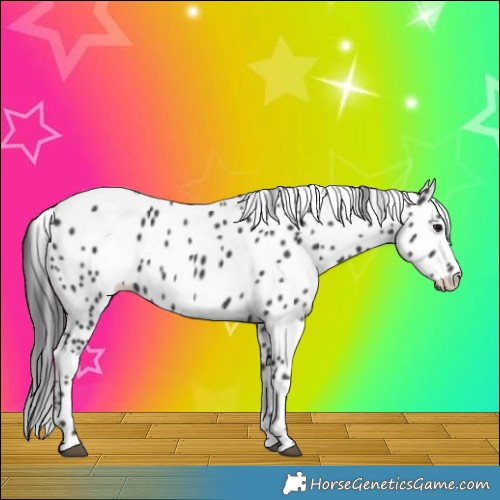 Horse Color:Black Leopard