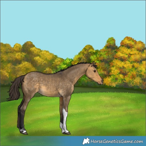 Horse Color:Buckskin Dun Tobiano 