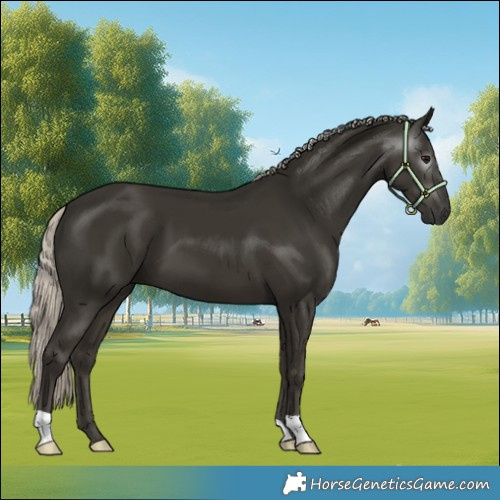 Horse Color:Gray Silver Smoky Black