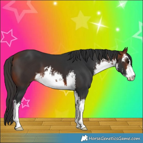 Horse Color:White Spotted Bay 
