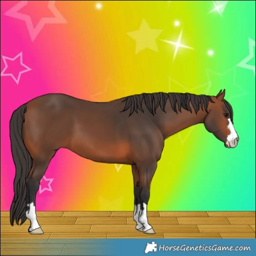 Horse Color:Bay 