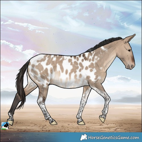 Horse Color:Brown Dun Tobiano Appaloosa 