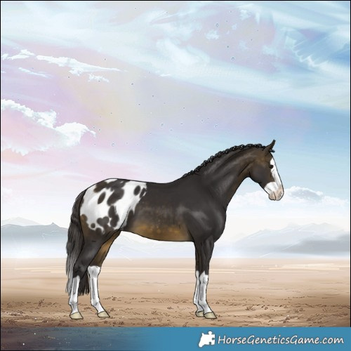 Horse Color:Buckskin Splash Blanket