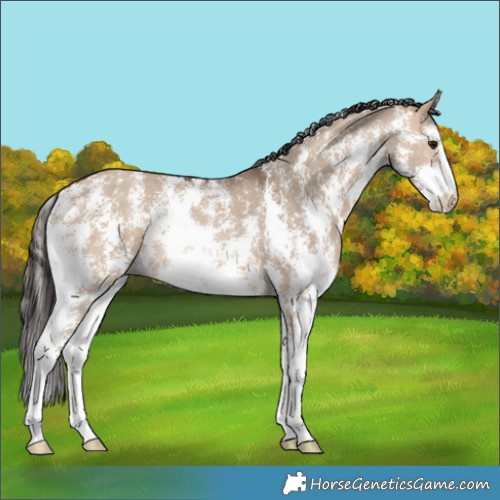 Horse Color:Bay Dun Sabino Rabicano 