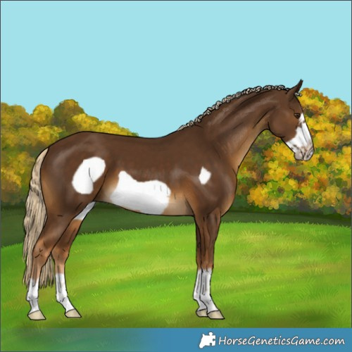 Horse Color:Chocolate Palomino Frame