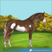 Horse Color:Chocolate Palomino Frame