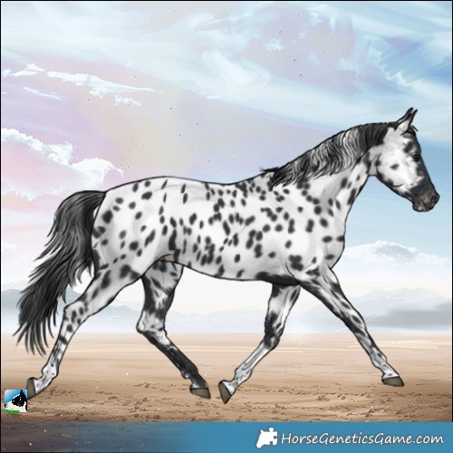 Horse Color:Black Sabino Tobiano Near Leopard