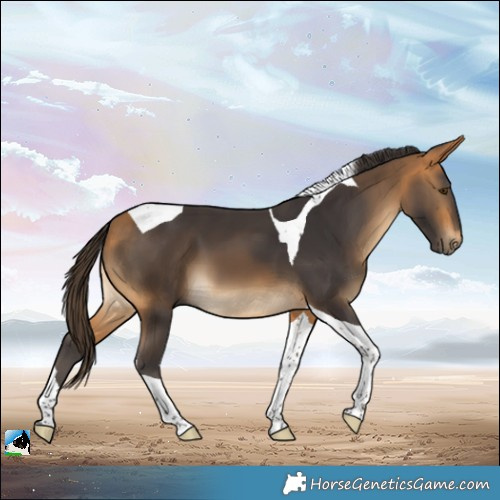 Horse Color:Buckskin Tobiano