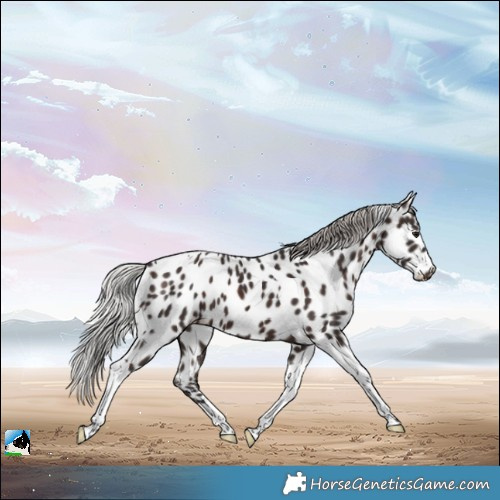 Horse Color:Silver Brown Tobiano Appaloosa