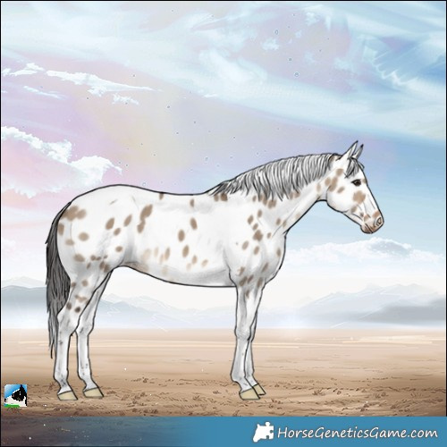 Horse Color:Brown Dun Tobiano Leopard