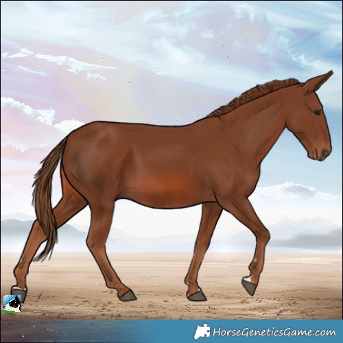 Horse Color:Chestnut Rabicano