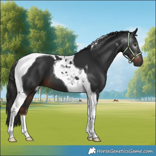 Horse Color:Gray Liver Chestnut Tobiano 